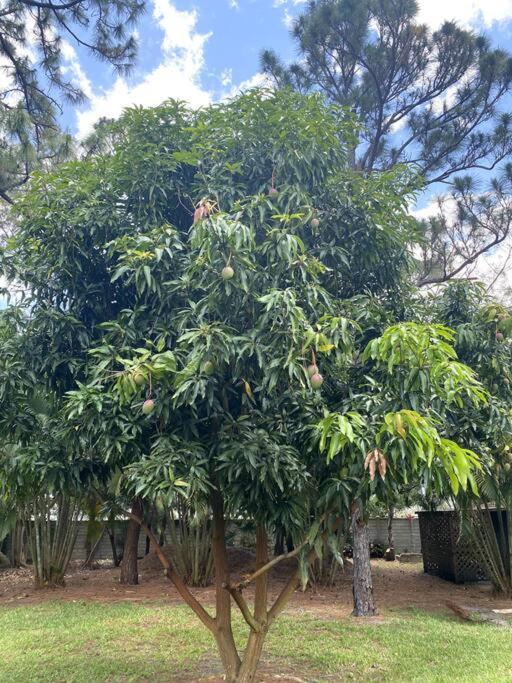 Jungle Oasis In The Heart Of The Treasure Coast Vila Walton Exterior foto